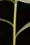 Heller's cudweed